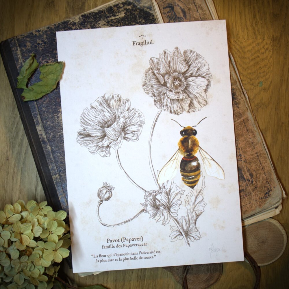 « Fragilité » – Abeille et pavot – Petite affiche Langage des fleurs