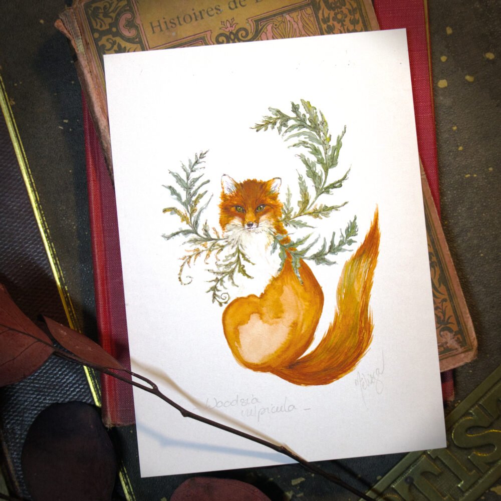 Woodsia vulpicula ou le renard aux fougères – Aquarelle