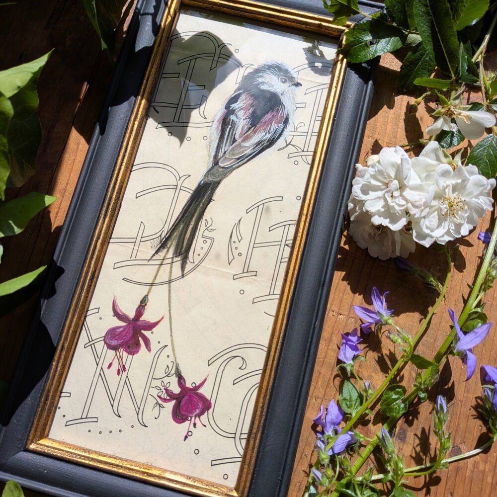 Orite fuschia – gouache d&rsquo;un oiseau fleuri