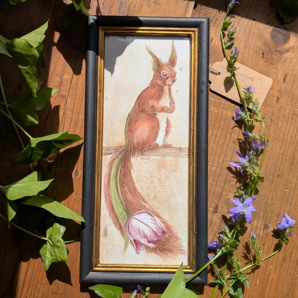 Scurius – aquarelle d&rsquo;un écureuil de la famille des Liliacées